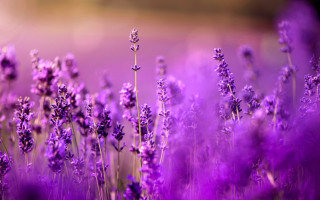 Lavender field macro purple sunset - a field of lavender free wallpaper