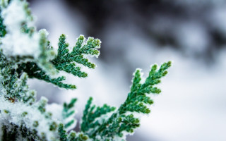 Green plant snow macro nature - a green plant free wallpaper