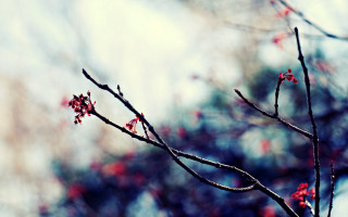 Branch red flowers sky clouds - red flower free wallpaper