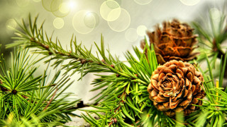 Pine cone branch bokeh folk - a pine cone free wallpaper