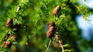 Pine cones close up blue - a close up of a pine tree free wallpaper