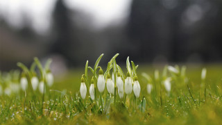White flowers grass field trees - white flower free wallpaper