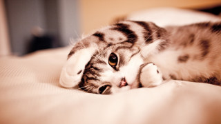 Cat laying on bed cute 2 - the pillow free wallpaper