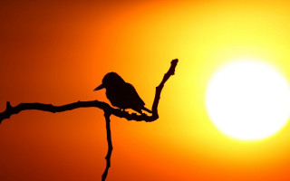 Bird silhouette branch sunset orange - sunset time free wallpaper