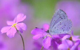 Blue butterfly purple flower pink - a green background behind free wallpaper