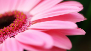 Pink flower green stem yellow 3 - a pink center free wallpaper