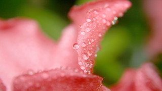 Pink flower water droplets macro 26 - petal free wallpaper