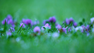 Purple flower bokeh garden macro - green grass free wallpaper