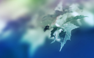 Leaf branch blurry background photorealistic - a leaf free wallpaper for desktop