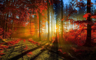 Forest sunbeam red leaves trail 2 - red leaf free wallpaper for desktop