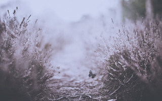 Bird branch fog forest butterfly - the fog free wallpaper