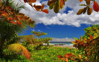 Lush green beach ocean sky - a lush green field free wallpaper
