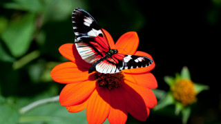 Butterfly flower garden macro blurry - the sun light free wallpaper