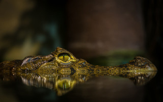 Large alligator mouth open eyes - eye open free wallpaper