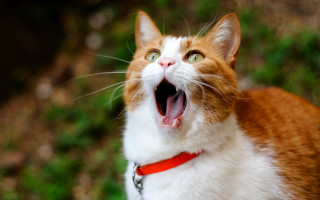 Cat open mouth shock art - sense of awe free wallpaper