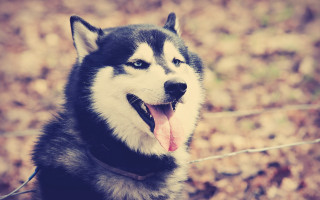 Husky tongue out blurry leaves - husky free wallpaper for desktop