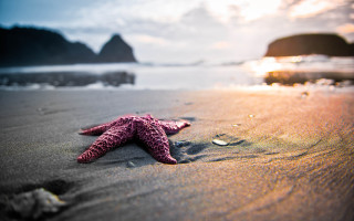 Starfish beach sunset rocks ocean - the background and a rock free wallpaper