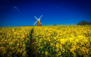 Windmill yellowflowers path tiltshift autumn - a windmill in a field free wallpaper