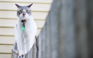 Cat fence green tag house - depth of field free wallpaper