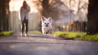 Small white dog running outdoors - a leash free wallpaper