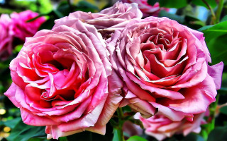Pink roses green leaves bokeh 2 - a close up of a bunch free wallpaper