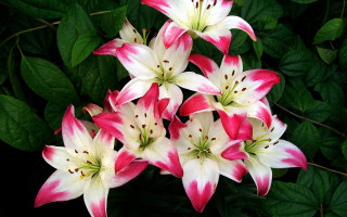 Pink white flowers green background - derek chittock free wallpaper