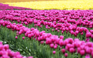 Pink tulips flower field blurry - tulip free wallpaper