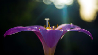 Purple flower yellow center green 15 - a green stem free wallpaper