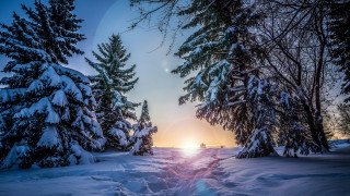 Snowy path forest sunset trees - a snowy path free wallpaper