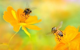 Bees yellowflower macro ecological art - a green field free wallpaper