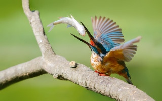 Bird open beak branch fish - a fish free wallpaper