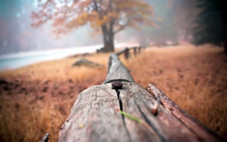 Wooden bench field tree fog - the air above free wallpaper