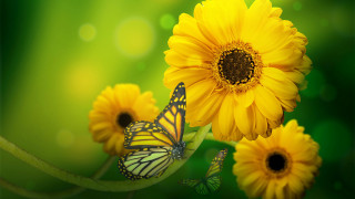 Yellow butterfly flower vibrant macro - a yellow flower free wallpaper