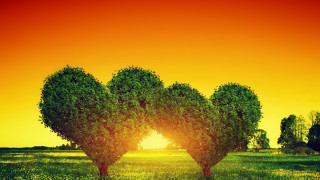Heart shaped trees sunset red - two tree free wallpaper