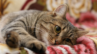 Sad cat blanket couch bokeh - a blanket free wallpaper