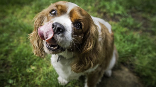 Long tongue dog field green - dog free wallpaper