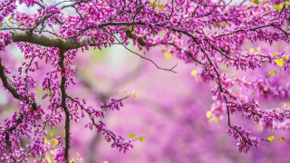 Purple flowers blooming sakura blossoms - the background and a blurry background of trees free wallpaper