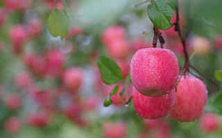 Apple bloom bokeh fall vibrancy - fall vibrancy free wallpaper