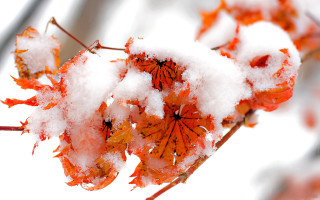 Snow plant leaves autumn burnt - stem free wallpaper for desktop