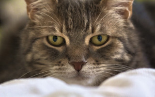 Cat green eyes laying bed - a white blanket free wallpaper