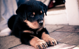 Puppy looking camera hand blurry - a puppy free wallpaper