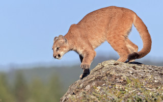 Small animal rock forest trees - a small animal standing free wallpaper