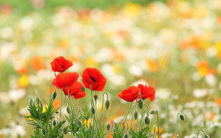 Red flower bokeh depth of - a green stem in the foreground free wallpaper