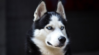 Black white dog blue eyes 2 - his face and nose free wallpaper