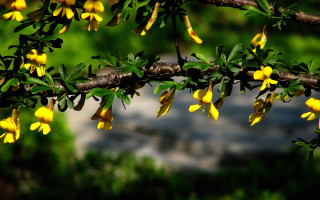 Branch yellow flowers park shallow - a park area free wallpaper