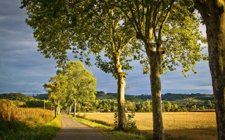 Road trees field blue sky 2 - de hirsh margule free wallpaper