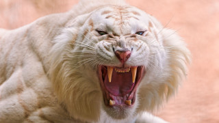White tiger open mouth pink - white skin free wallpaper for desktop