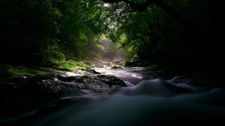 Lush forest stream rocks light - a stream free wallpaper