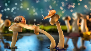Snails table blue fireworks surrealism - a firework free wallpaper