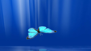 Blue butterfly reflection hologram magic - a blue butterfly free wallpaper